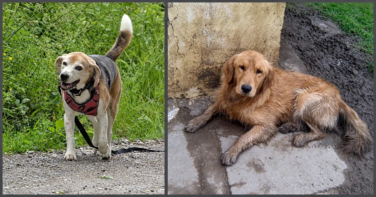 Separate views of a beagle standing beside vegetation and a golden dog lying on pavement.