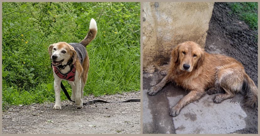 Separate views of a beagle standing on gravel and a golden dog lying beside a wall.