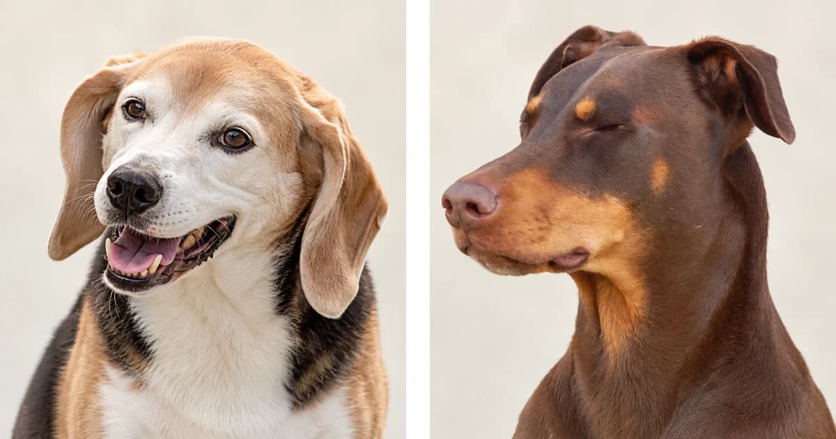 Separate beagle and brown Doberman portraits against pale ivory backgrounds.