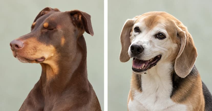 Separate brown Doberman and beagle portraits against pale sage backgrounds.