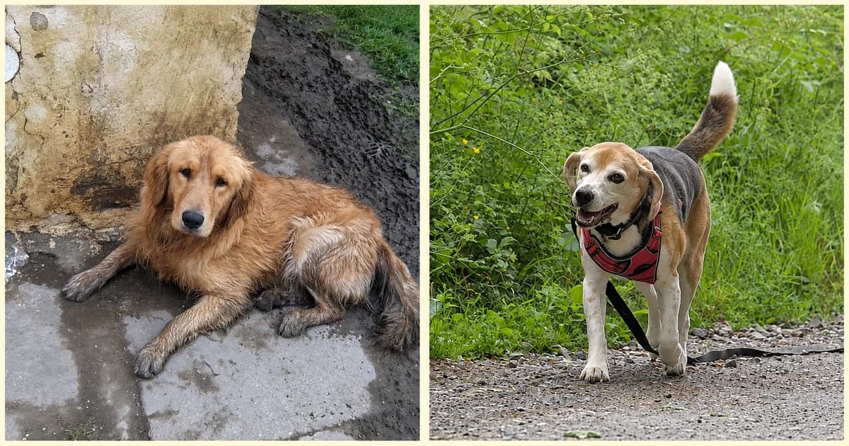 Separate views of a golden dog lying beside a wall and a beagle standing on gravel.