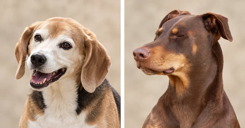 Separate beagle and brown Doberman portraits against pale sand backgrounds.