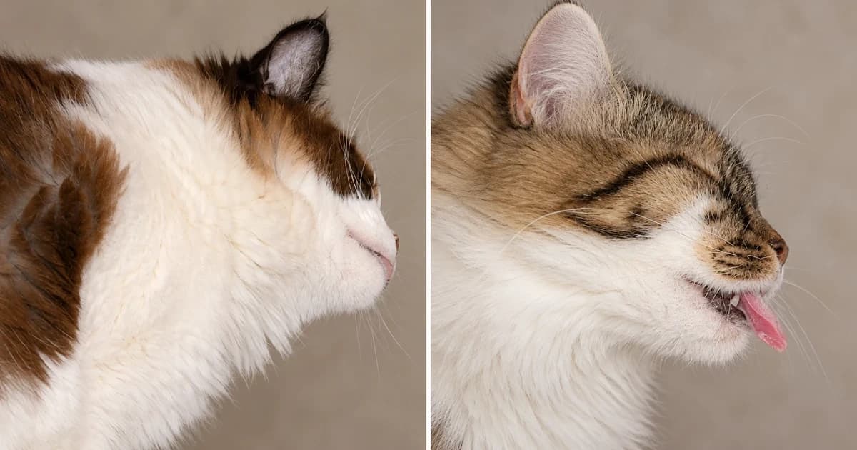 Two separate cat portraits against muted neutral backgrounds.
