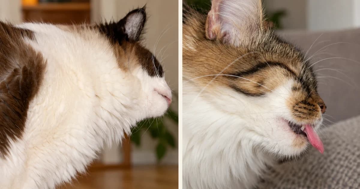 Separate side-profile portraits of a brown-and-white cat and a tabby-and-white cat.