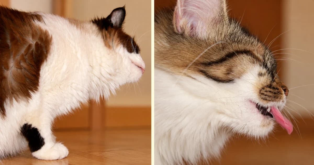 Two separate close cat portraits, one white and brown and one tabby and white.