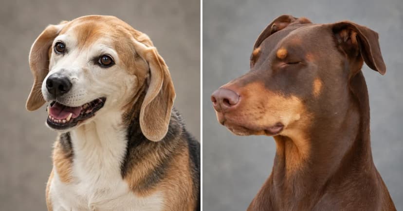 Separate portraits of a tricolor Beagle with an open mouth and a brown Doberman with closed eyes.