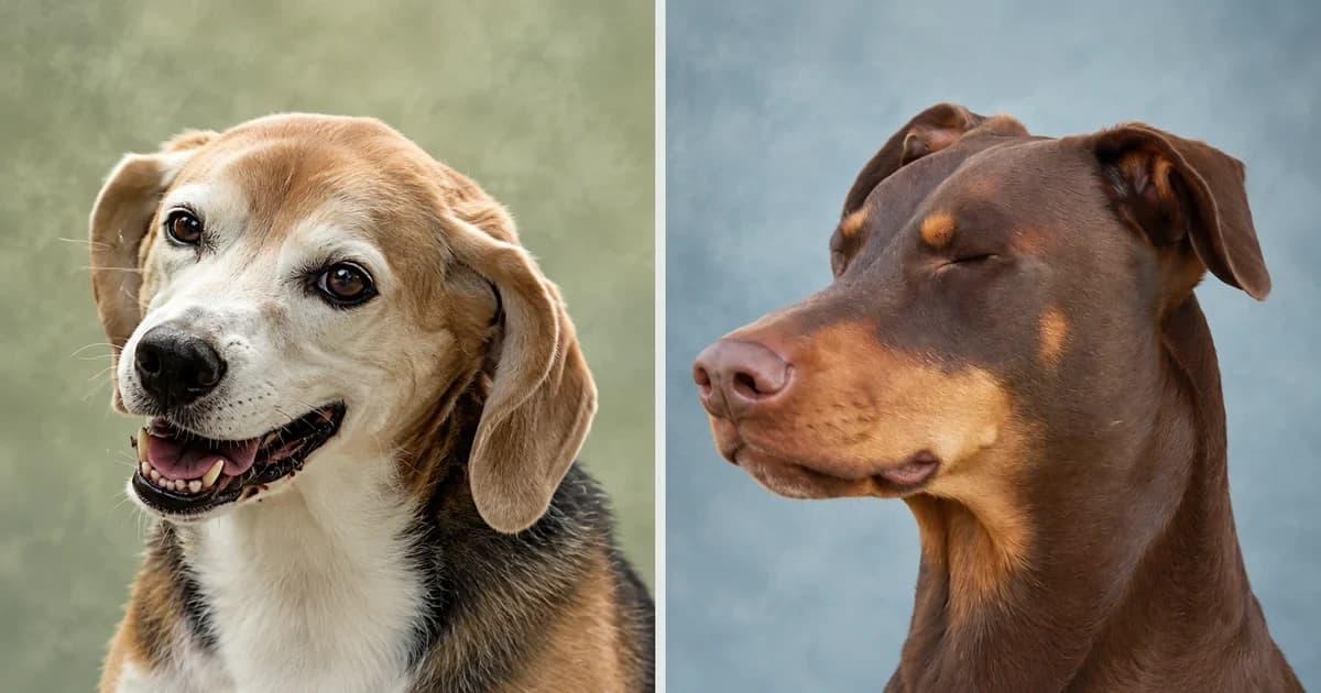 Separate portraits of an open-mouthed Beagle and a brown Doberman with closed eyes.