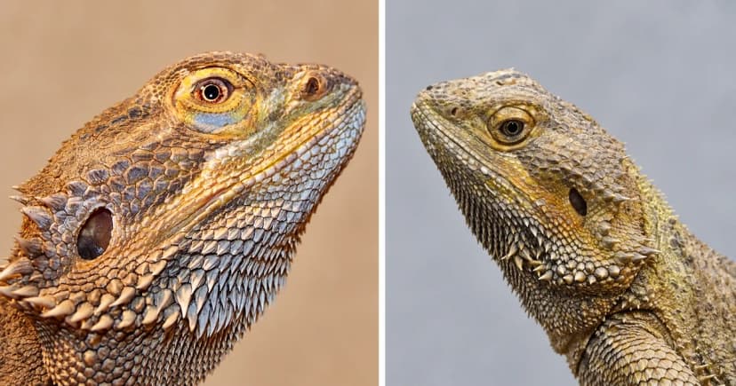Separate close portraits of two bearded dragons against pale backgrounds.
