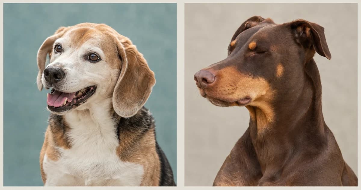 Independent head-and-chest portraits of a tricolor Beagle and a brown Doberman.