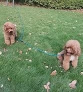 Long Dog Leash — 10/15/20/30/50FT Dog Training Leash with Soft Handle — collection imagery