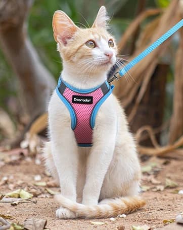 Cat Harness and Leash Set — Adjustable Pet Straps — collection imagery