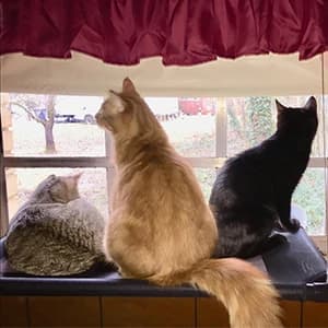 Cat Window Perch — Cat Hammock w/Fleece Blanket Upgraded Screw Suction Cups — collection imagery