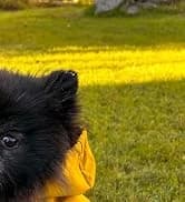 Dog Raincoat — Waterproof Dog Rain Jacket with Hood — collection imagery