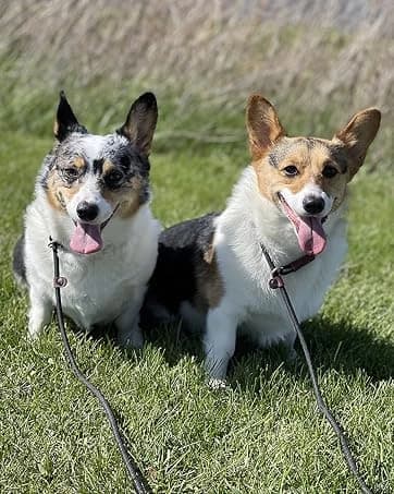 Long Dog Leash — 10/15/20/30/50FT Dog Training Leash with Soft Handle — collection imagery