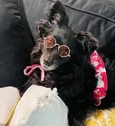 Dog Shoes for Small Dogs â Puppy Boots and Paw Protectors â collection imagery