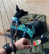 Long Dog Leash — 10/15/20/30/50FT Dog Training Leash with Soft Handle — collection imagery