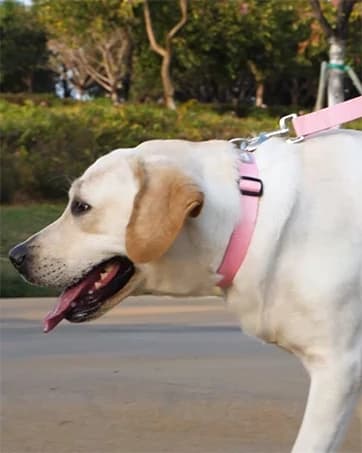 Reflective Dog Collar — Adjustable Nylon for Medium Dogs — collection imagery