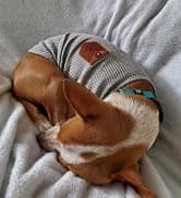 Dog Shoes for Small Dogs â Puppy Boots and Paw Protectors â collection imagery