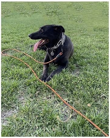 Long Dog Leash — 10/15/20/30/50FT Dog Training Leash with Soft Handle — collection imagery