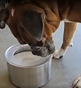Lick Mat for Dogs and Cats — Double-Wall Stainless Steel — collection imagery