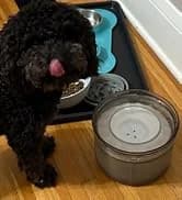Lick Mat for Dogs and Cats — Double-Wall Stainless Steel — collection imagery