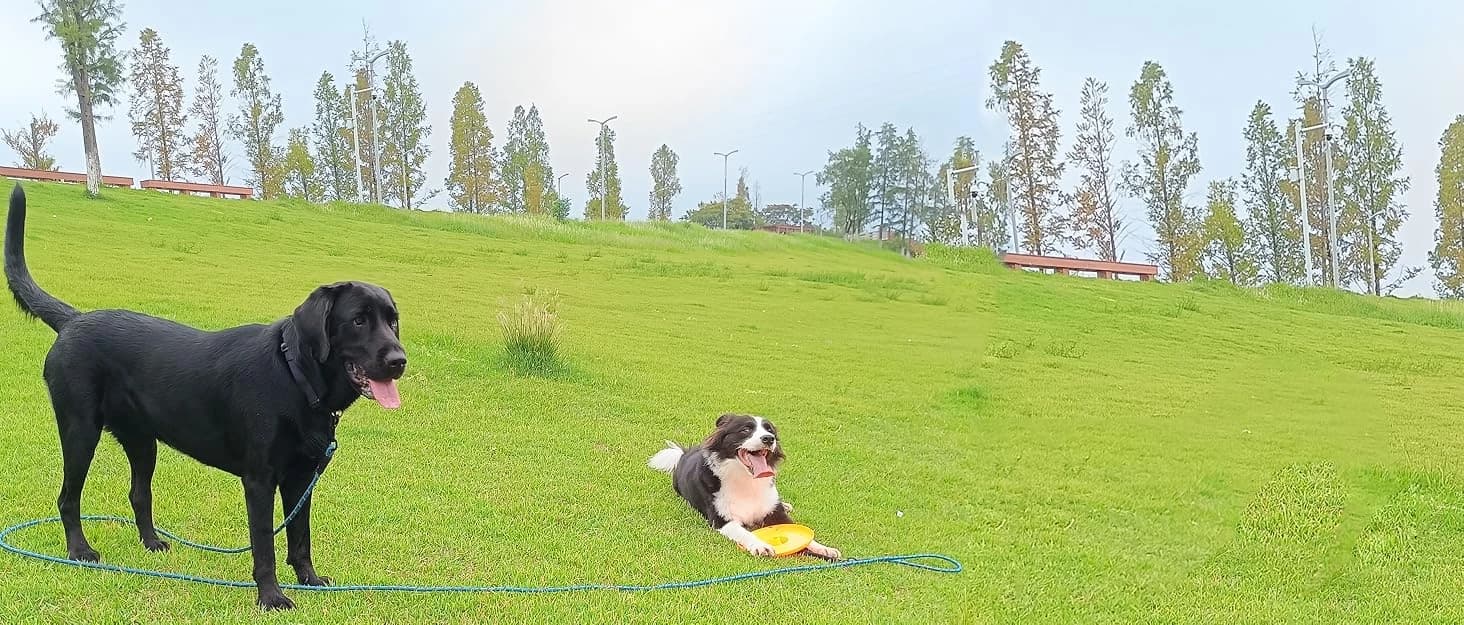 Long Dog Leash — 10/15/20/30/50FT Dog Training Leash with Soft Handle — collection imagery