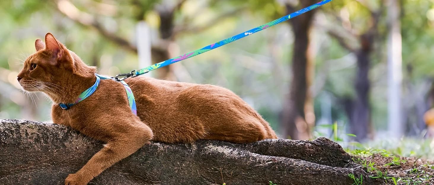 Adjustable Cat Harness and Leash Set — Escape Proof — collection imagery