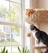 Cat Tunnel S Shape Cat Tunnels for Large and Indoor Cats 51”Long — collection imagery