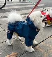 Dog Raincoat — Waterproof Dog Rain Jacket with Hood — collection imagery