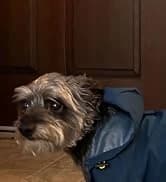 Dog Raincoat — Waterproof Dog Rain Jacket with Hood — collection imagery