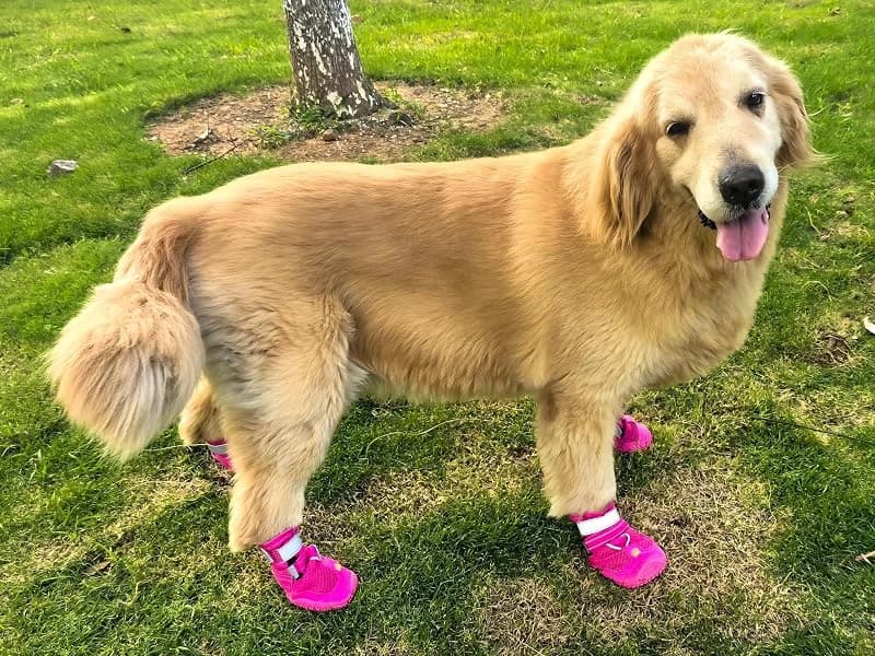 Dog Shoes for Large Medium Dogs — Dog Boots for Hot Pavement Size6 — Protect Paws from Slippery Floors