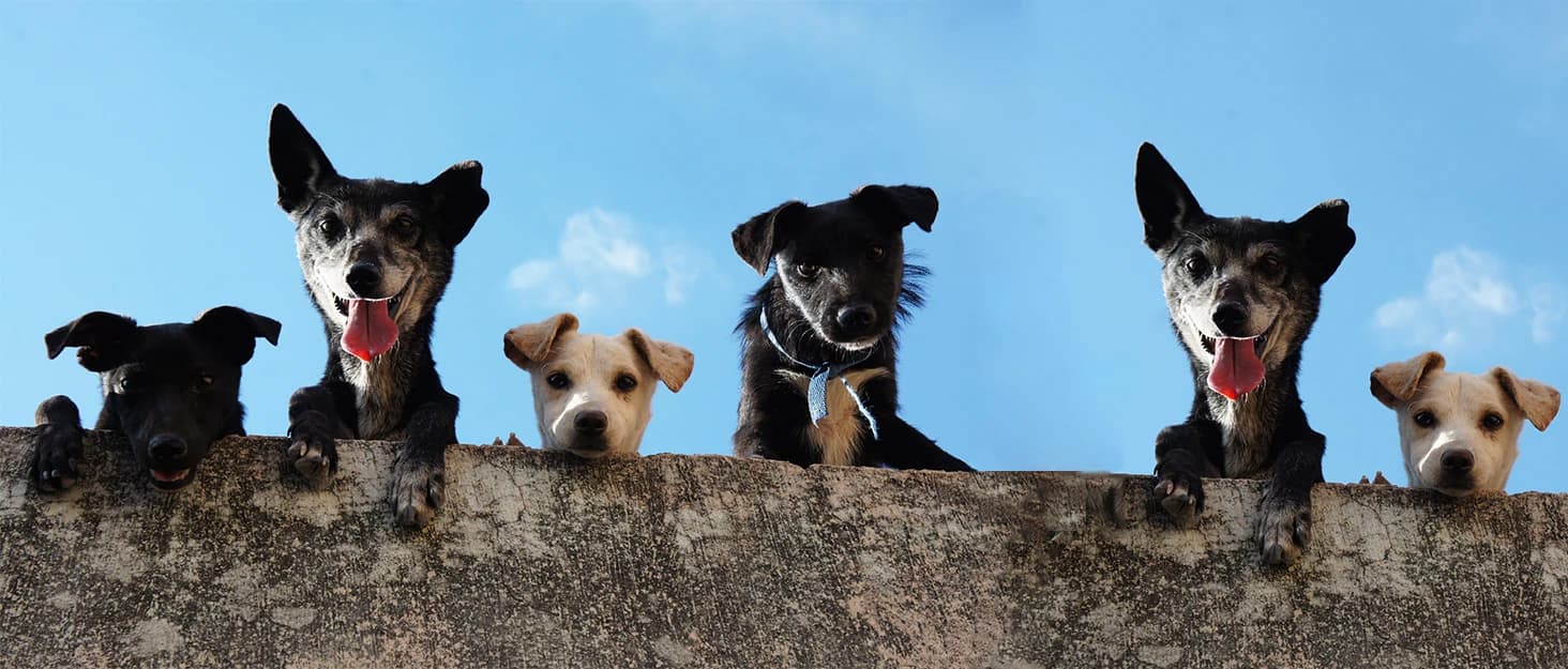 Dog Shoes for Small Dogs â Puppy Boots and Paw Protectors â collection imagery