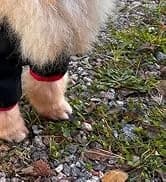 Dog Raincoat — Waterproof Dog Rain Jacket with Hood — collection imagery