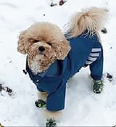 Dog Raincoat — Waterproof Dog Rain Jacket with Hood — collection imagery
