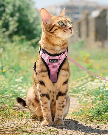 Cat Harness and Leash Set — Adjustable Pet Straps — collection imagery