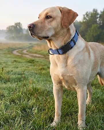 Long Dog Leash — 10/15/20/30/50FT Dog Training Leash with Soft Handle — collection imagery