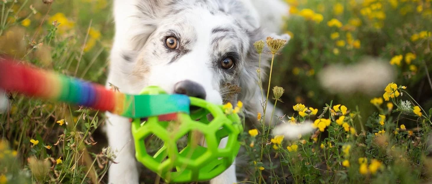 Dog Tug Toy — Dog Toys for Aggressive Chewers — collection imagery