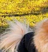 Dog Raincoat — Waterproof Dog Rain Jacket with Hood — collection imagery