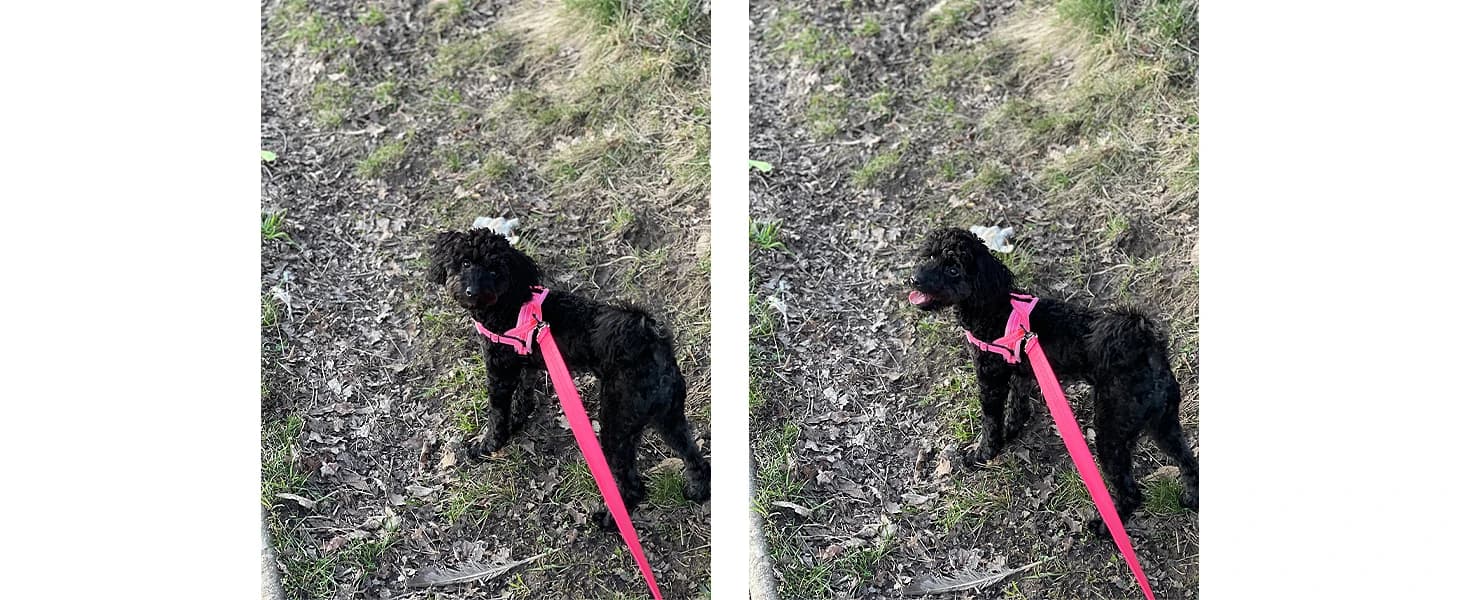 Small Dog Harness and Leash Set — product details