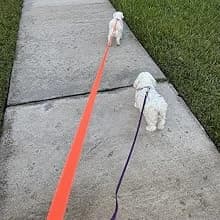 Waterproof Long Dog Leash Recall Training Lead 5 10 16 30 50 Foot for Large Medium Small Dogs Outdoor Training — product details