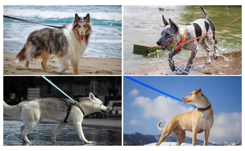 Dog Training Long Leash Waterproof Long Line Heavy Duty Outdoor Recall Lead 10ft 15ft 20ft 30ft 50ft for Small — Waterproof Dog Training Leash Great for Walking — Training, Recalling, Playing, Camping, Swimming, Courtyard and Beach