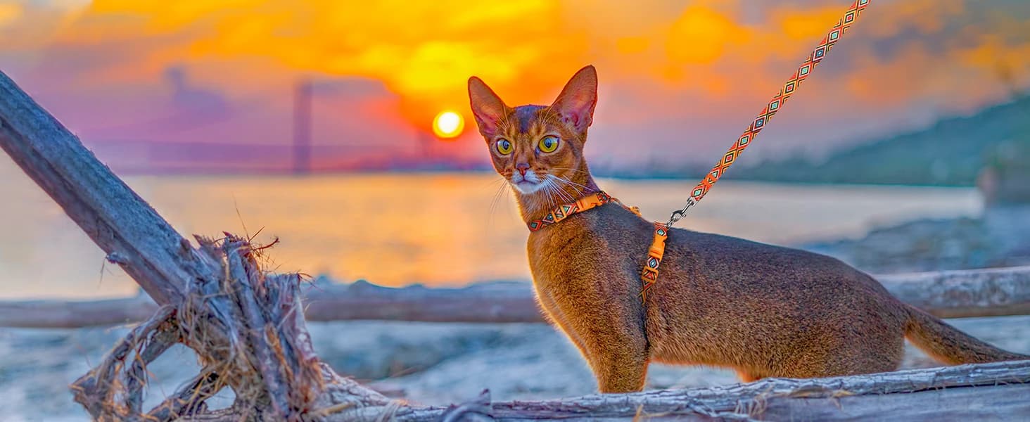 Cat Harness and Leash Set — Adjustable Pet Straps — Embark on New Adventures Together