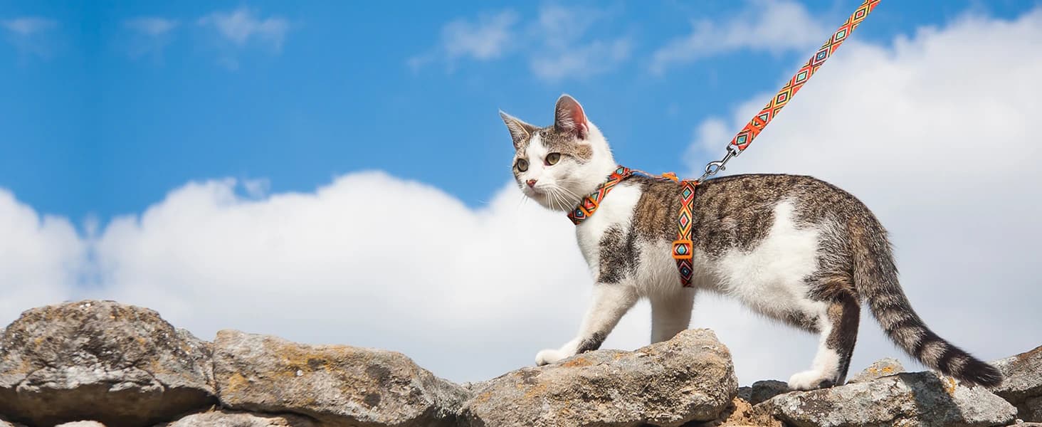 Cat Harness and Leash Set — Adjustable Pet Straps — Unlock More Maps as You Please