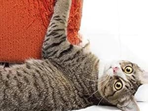 Cat Scratcher — 26.8 Inch L Shaped Cat Scratch Pad for Indoor Cats — Turn Box into Fun Toy