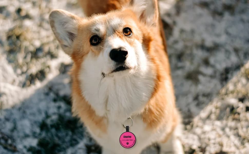 Silent Silicone QR Code Pet ID | Personalized Dog and Cat Collar Tag | Online Profile with Scanned Location — product details