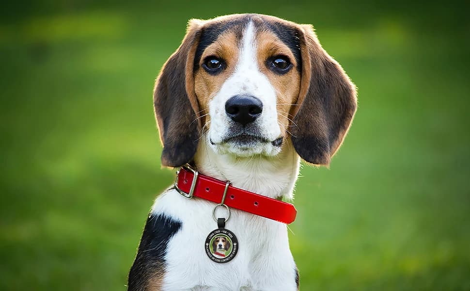 Personalized QR Code Pet ID | Dog and Cat Collar Tag | Online Profile with Instant Scanned Location Alert Email — product details