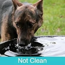 Portable Dog Water Bottle — 14 OZ Stainless Steel Pet Water Dispenser — Best Travel Companion
