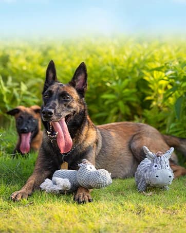 Dog Toy — Large Dog Squeaky Toys — collection imagery