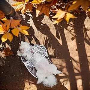 Clear Dog Rain Poncho for Small and Medium Dogs — collection imagery