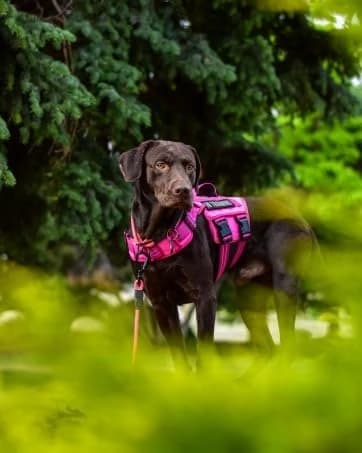 Dog Harness for Large Dogs — No Pull Tactical Vest with Front Clips — collection imagery